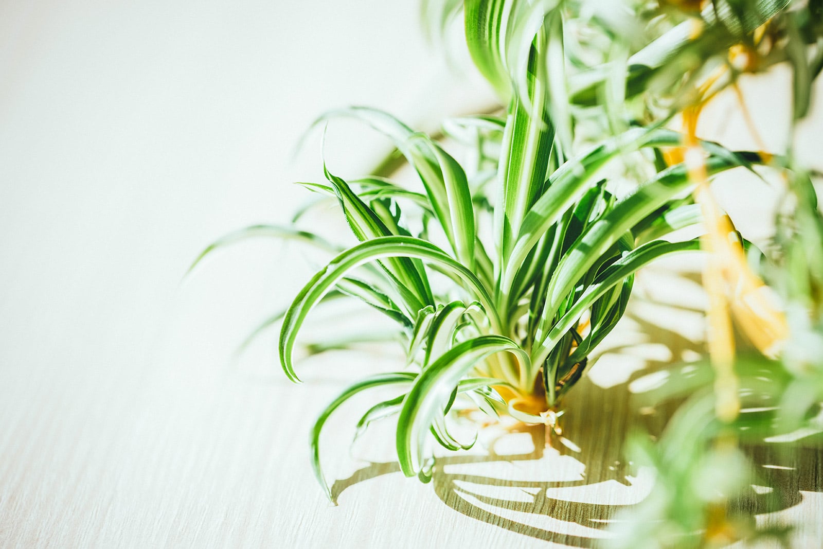 Close-up of a spider plant pup (also called a plantlet or spiderette) on a white wooden surface