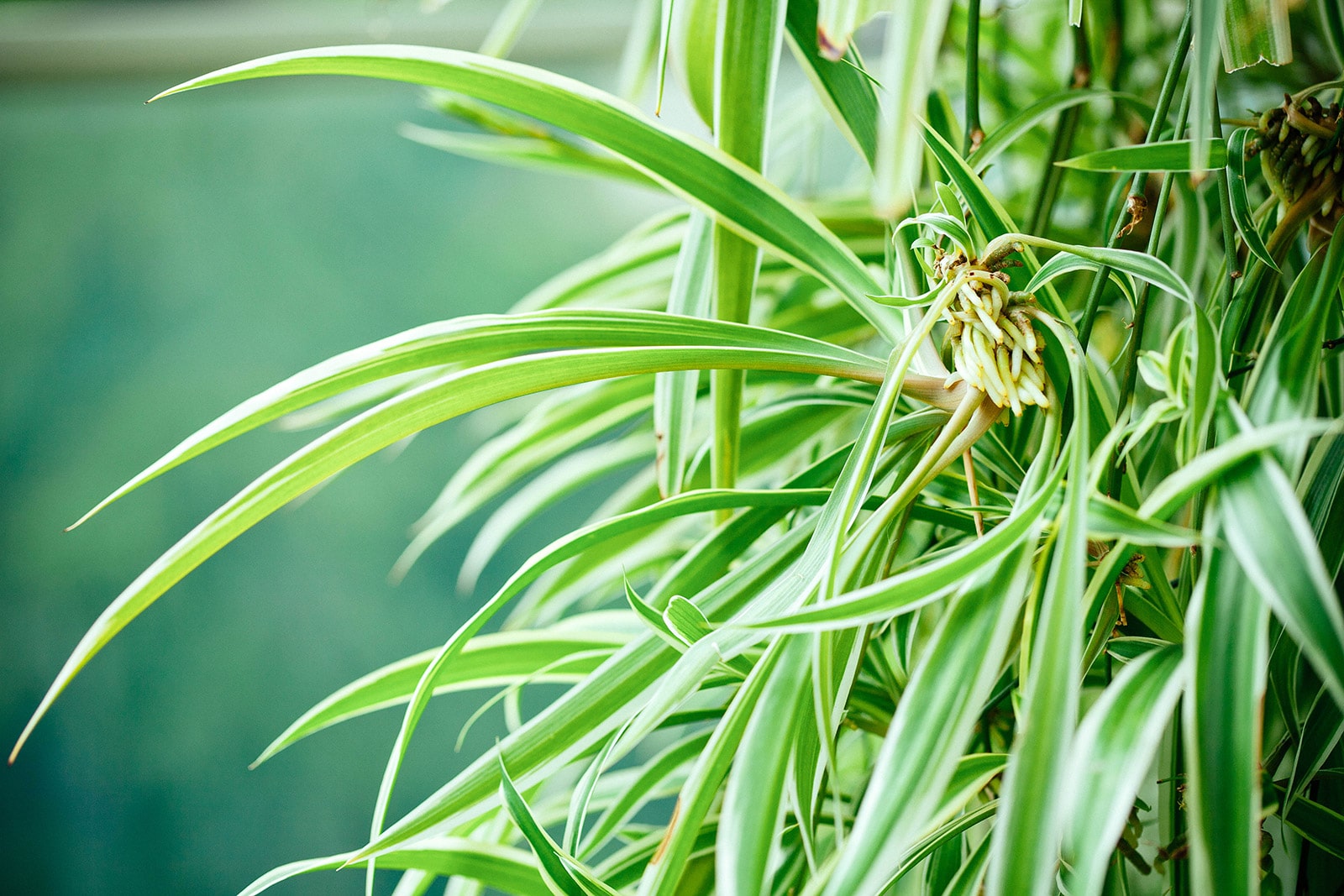 Spider plant with pups that have developed roots