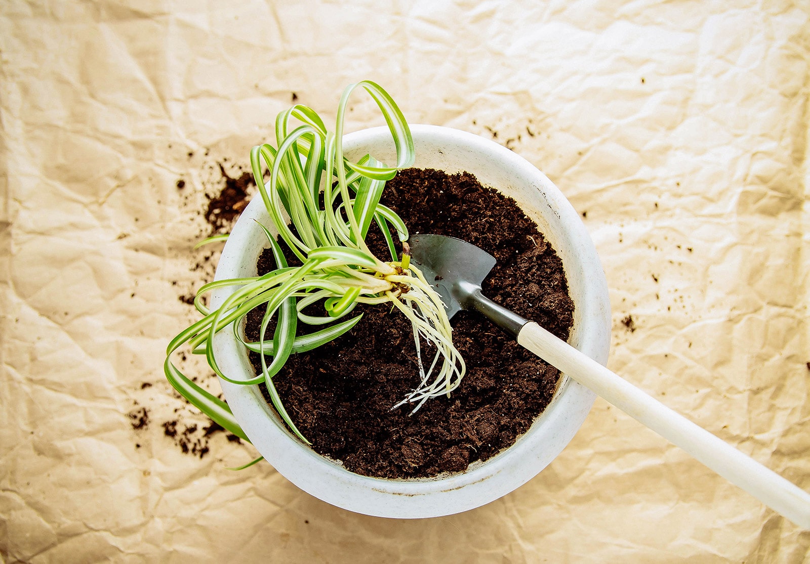 A spider plant pup being potted in a white pot with fresh potting soil, on crinkled brown paper surface