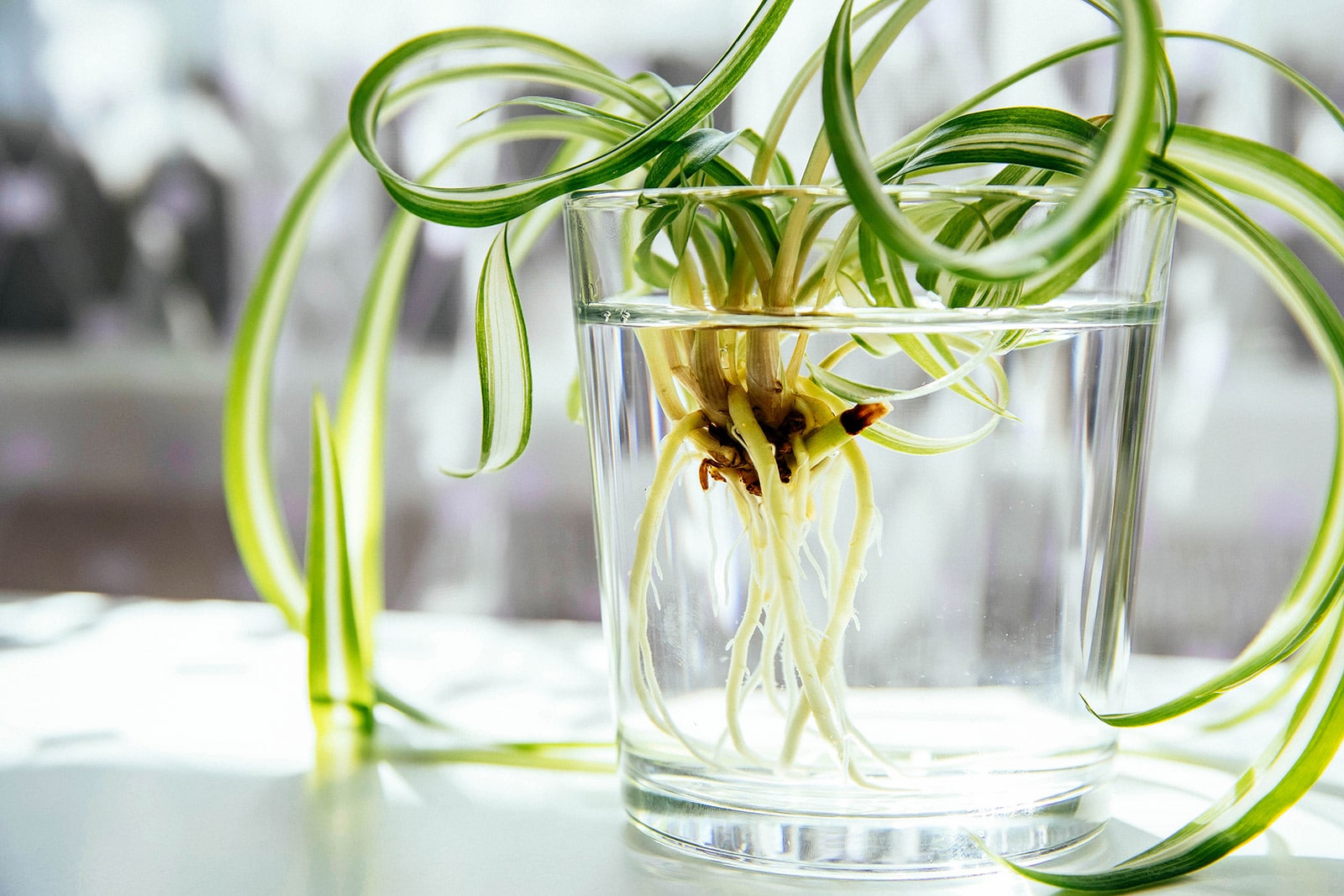Spider plant pup (spider ivy or airplane plant) being rooted in a glass of water with long roots forming