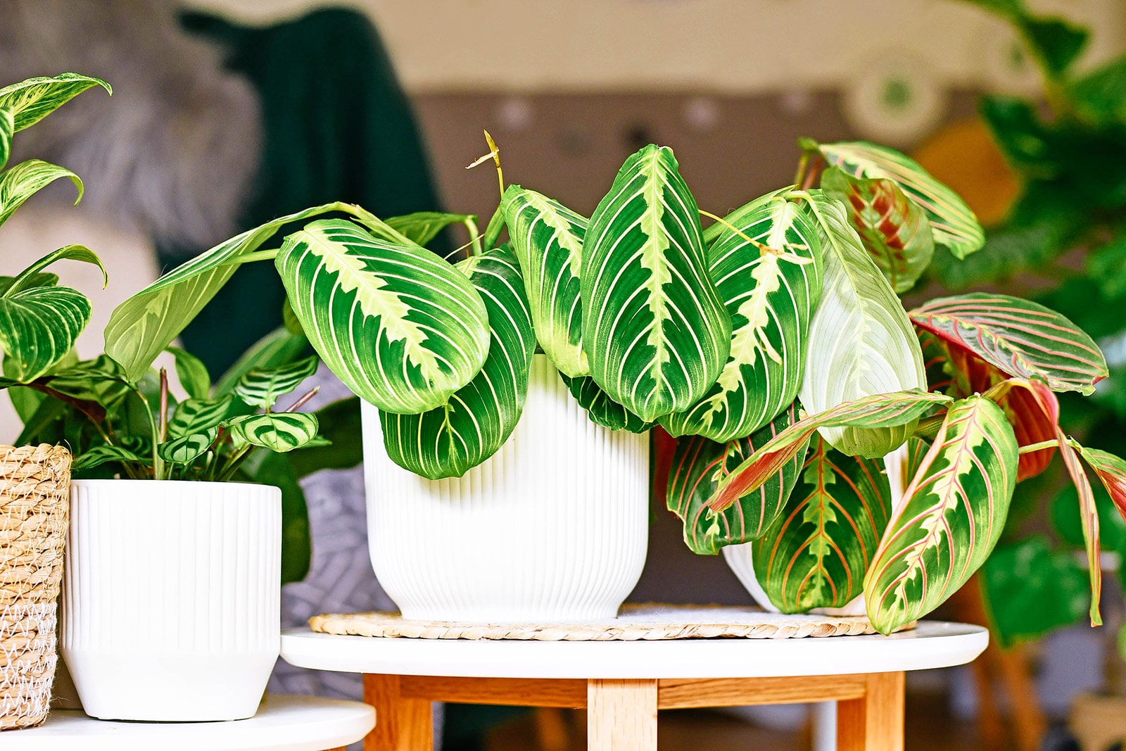 Maranta leuconeura 'Lemon Lime' and Maranta leuconeura var. erythroneura houseplants in white pots on a side table