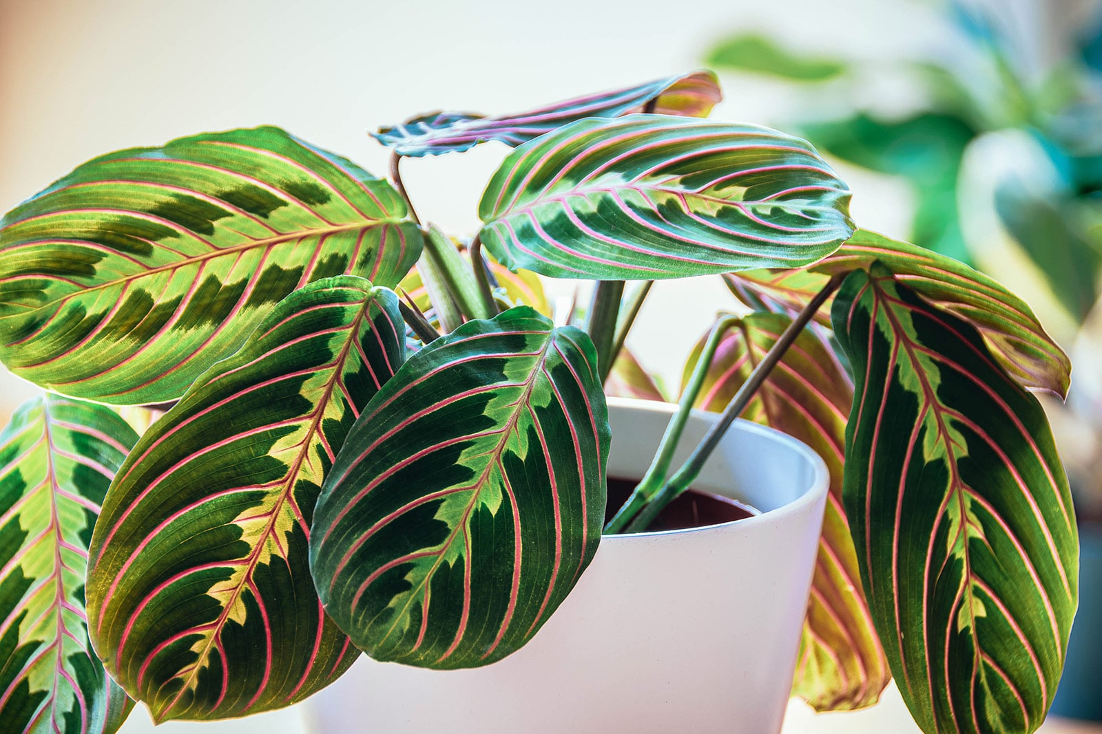 Red prayer plant (Maranta leuconeura var. erythroneura) houseplant in a white pot
