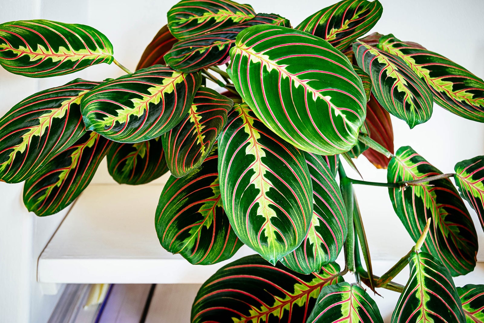 Potted Maranta leuconeura var. erythroneura (red prayer plant) on a white shelf against a white wall