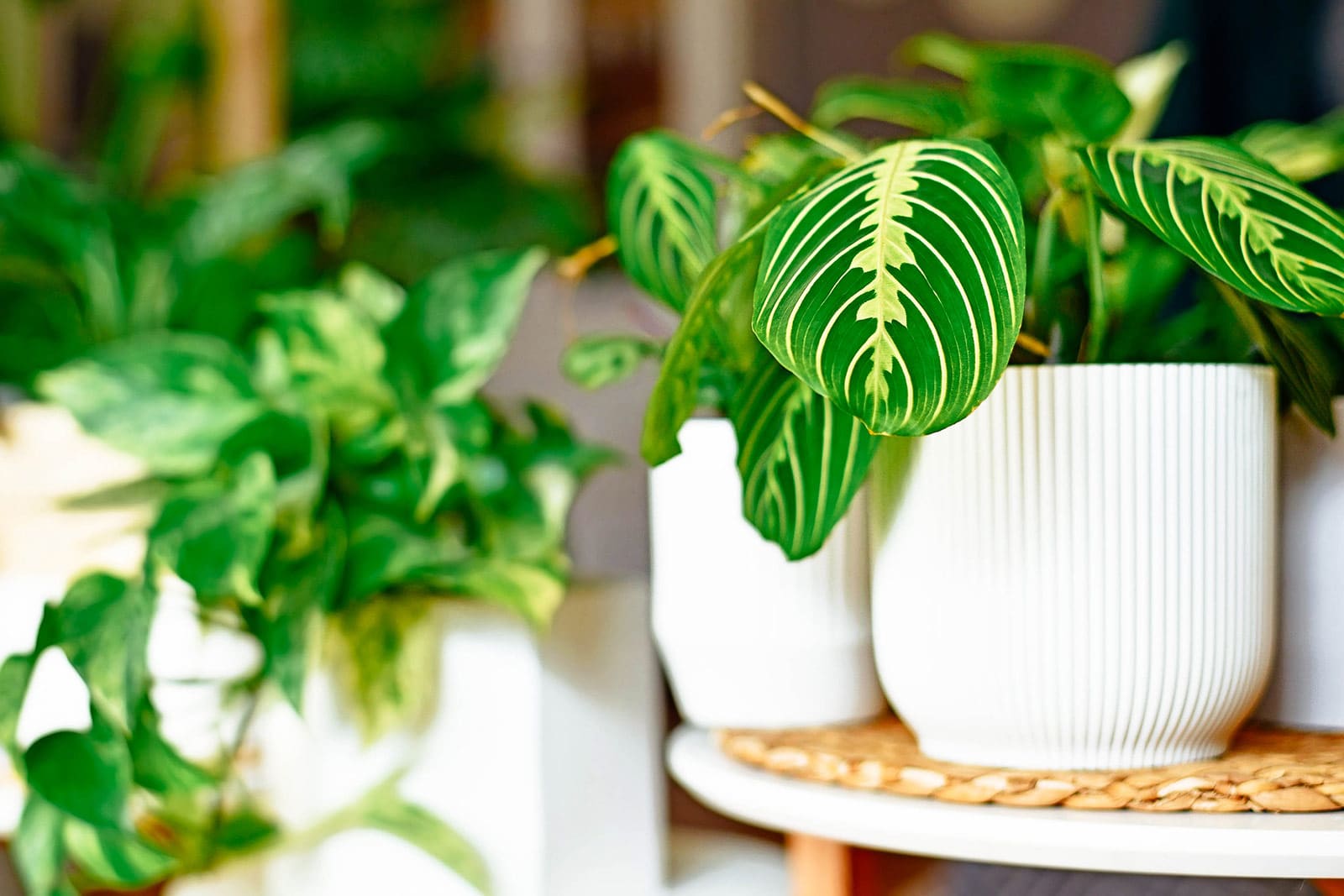 Green Maranta prayer plant in a white ribbed pot on a side table with more houseplants out of focus in the background