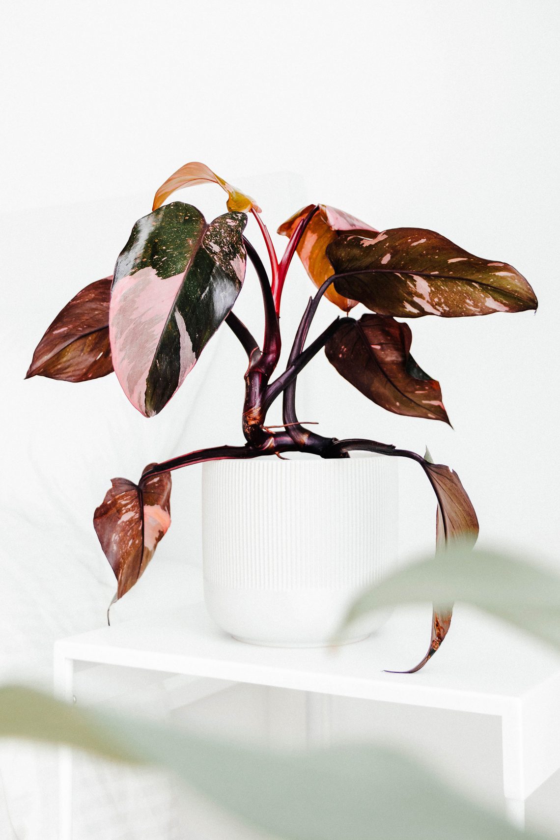 Pink Princess Philodendron care: quirky things to know about this hot (pink) houseplant