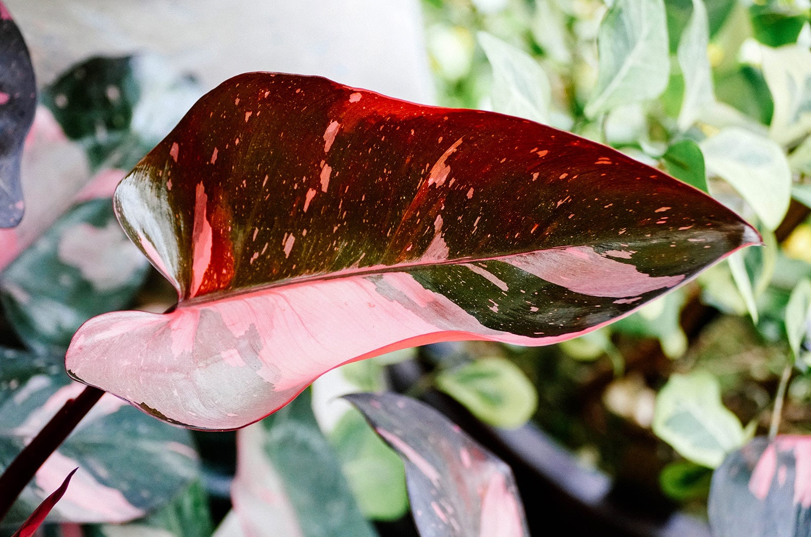 Close-up of Pink Princess Philodendron leaf with pink variegation