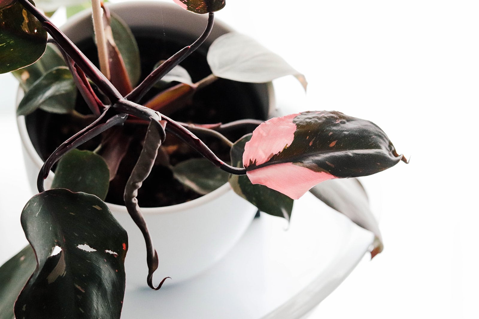 Variegated-leaf Philodendron Pink Princess houseplant in a white pot on a white table against a white background