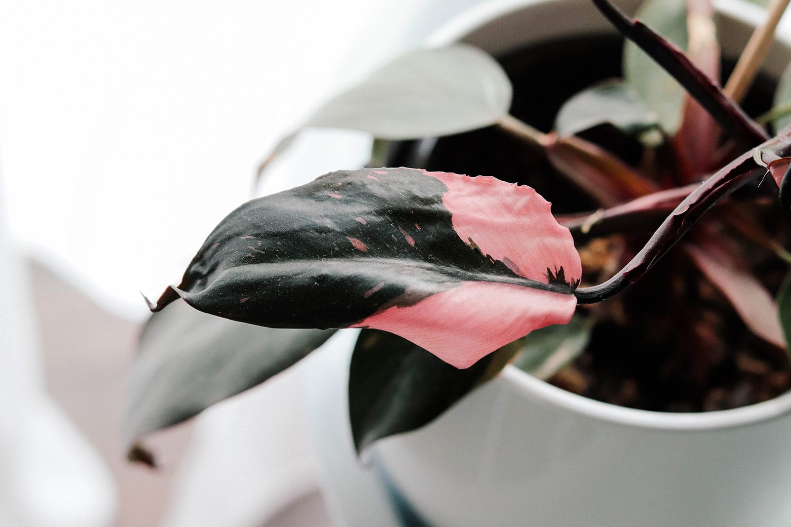 Close-up of black-leaved Philodendron Princess plant with bright pink variegation in a white pot on a white background