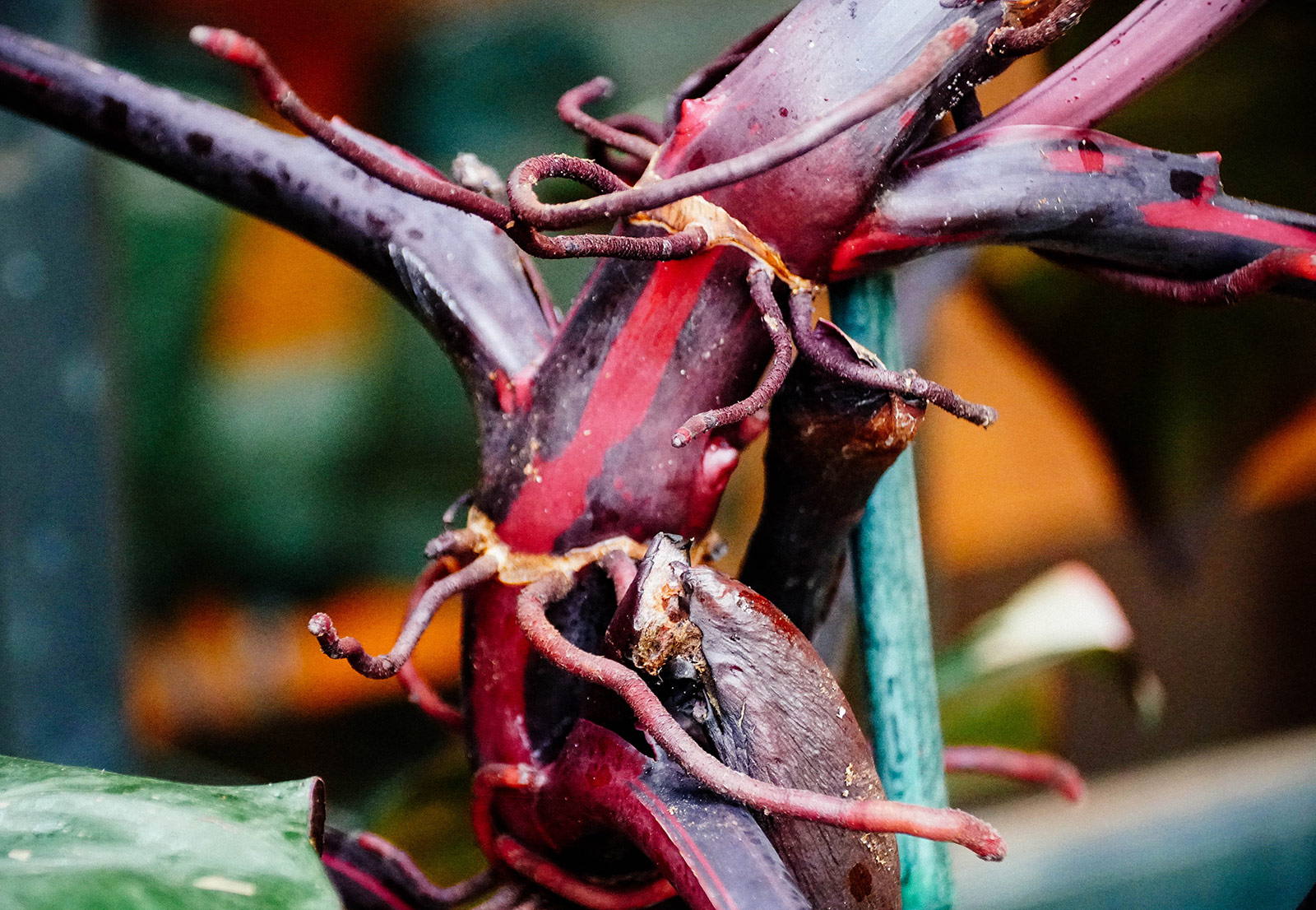 Close-up of aerial roots emerging from a leaf node on the burgundy stem of a Pink Princess Philodendron plant