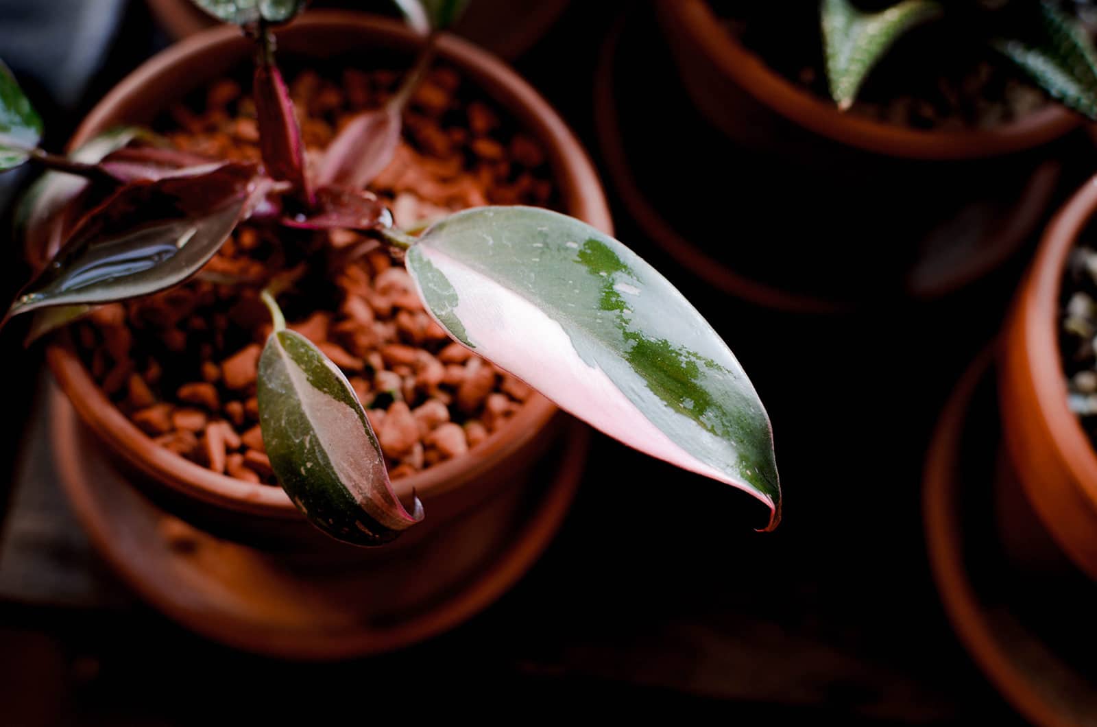 Young Philodendron Pink Princess houseplant in terracotta pot with pink and green variegated leaves