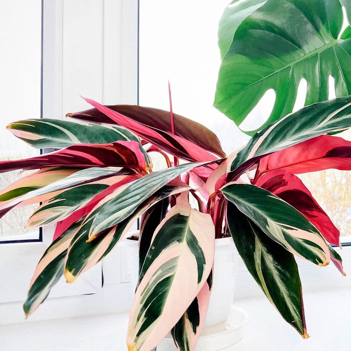 Stromanthe Triostar: easy care tips for this striking pink-streaked houseplant