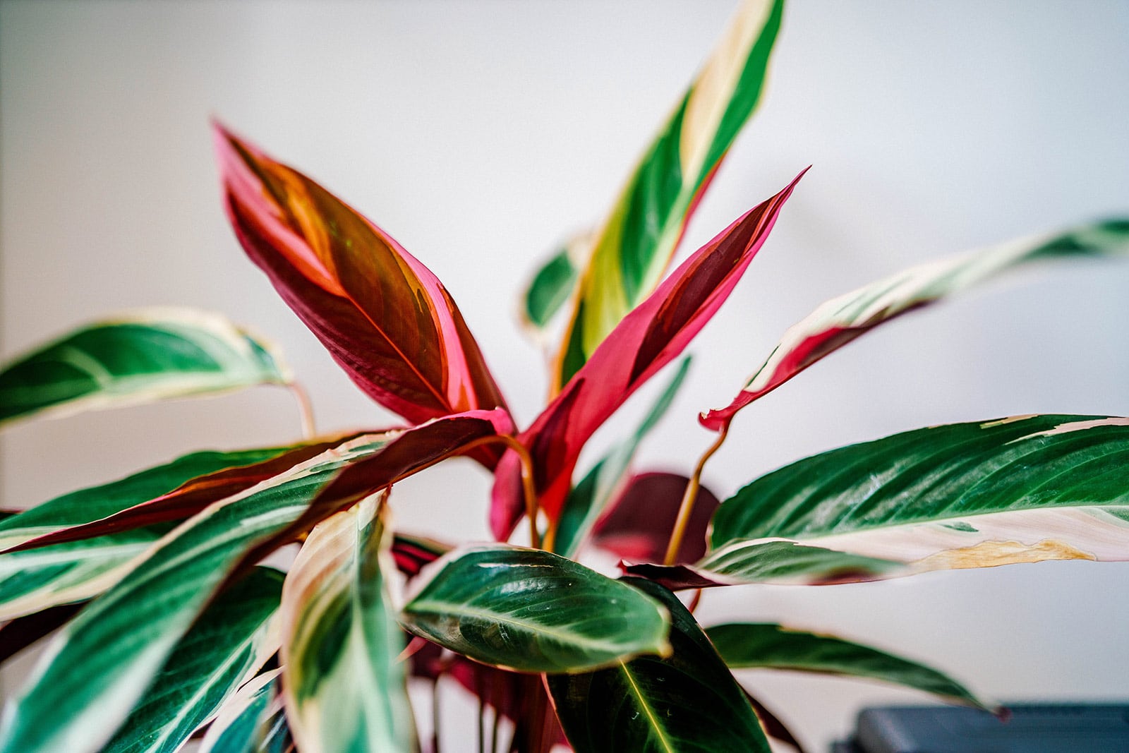 Stromanthe Triostar houseplant set against a white background with focus on reddish-pink leaves in the center