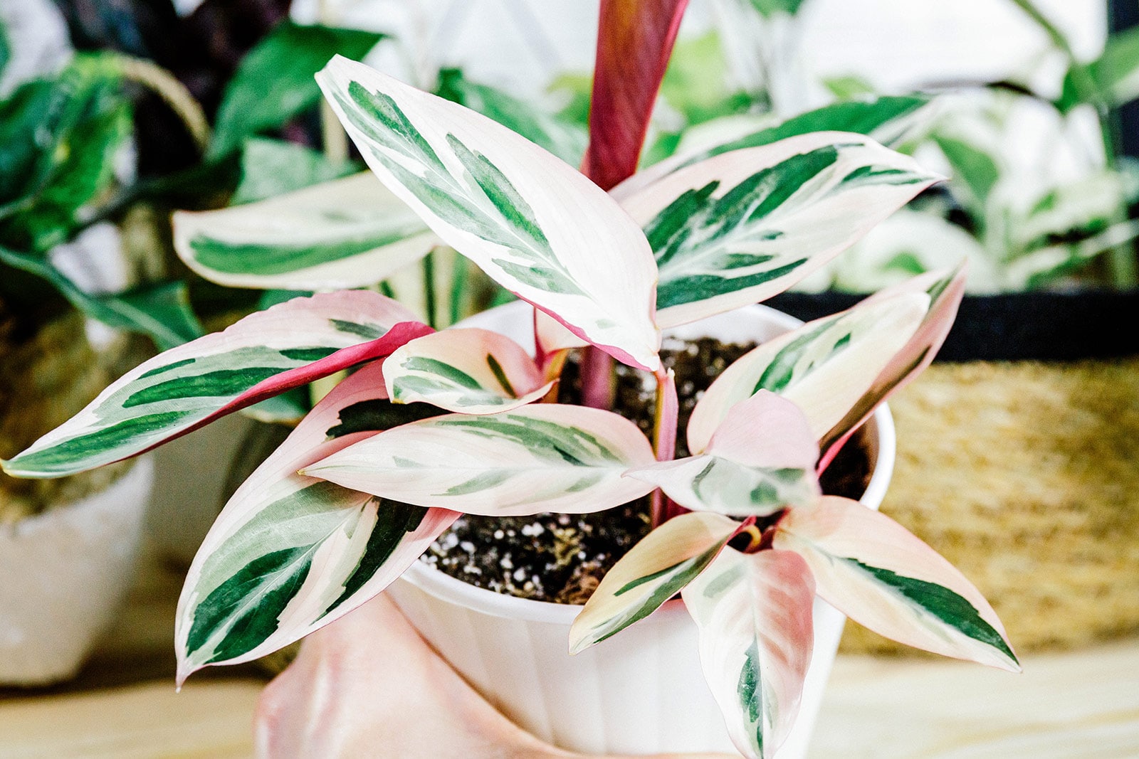 A Stromanthe Triostar plant in a white pot with other houseplants out of focus in the background