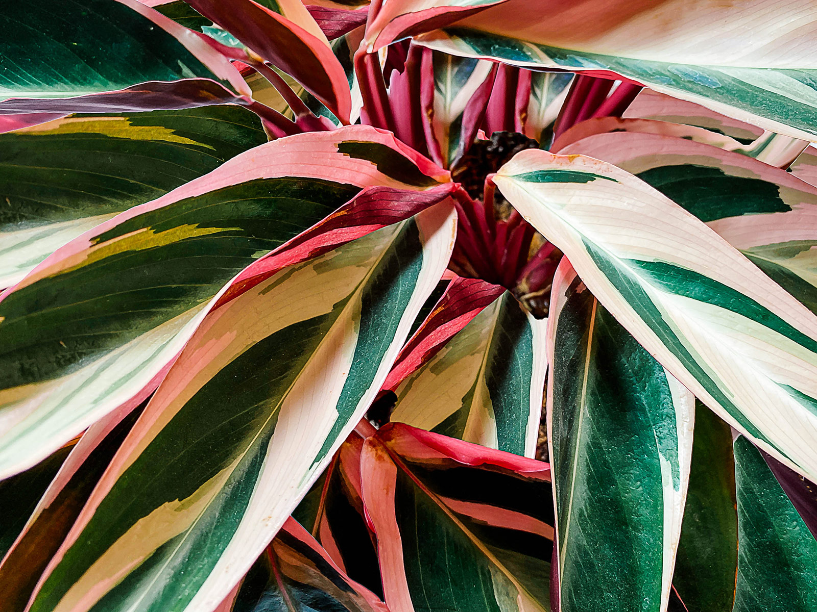 Stromanthe Triostar prayer plant showing multicolor pink, green, and white leaves