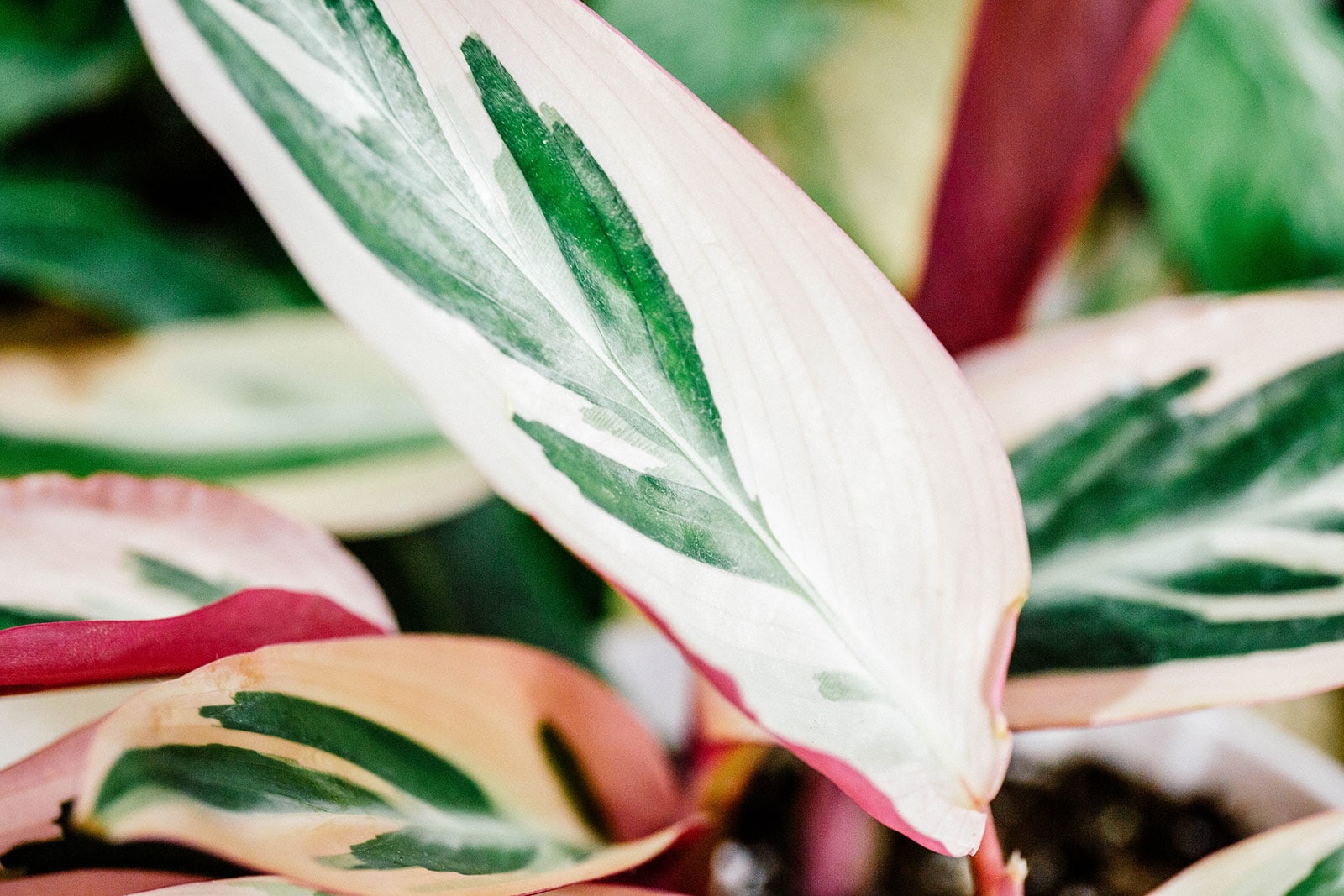 Close-up of a single, green and white patterned Stromanthe Triostar prayer plant leaf with a pink edge