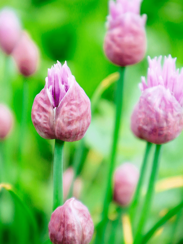 Easy Ways to Use (and Eat!) Chive Flowers Garden Betty