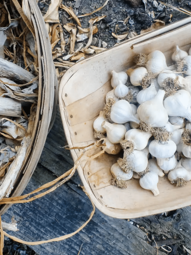 How to Harvest, Cure, and Store Homegrown Garlic Garden Betty