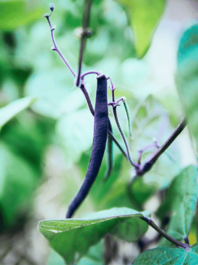 why-purple-beans-turn-green-when-you-cook-them-garden-betty
