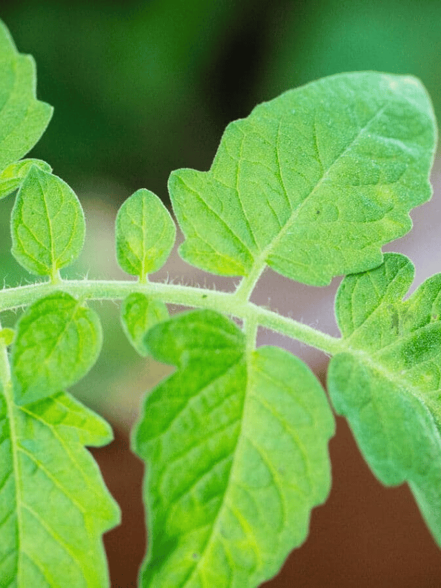 Why Tomato Leaves Smell the Way They Do Garden Betty