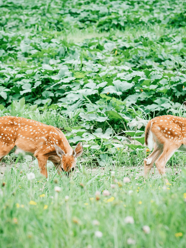 200+ Plants You Can Grow That Deer Won’t Eat Garden Betty