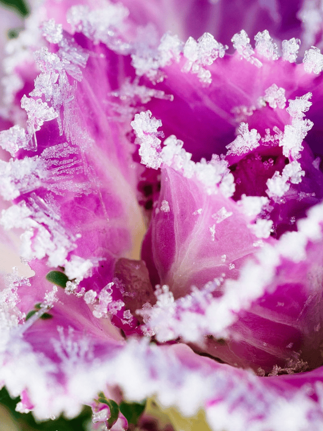 13 Super Cold Hardy Vegetables For Your Winter Garden Garden Betty