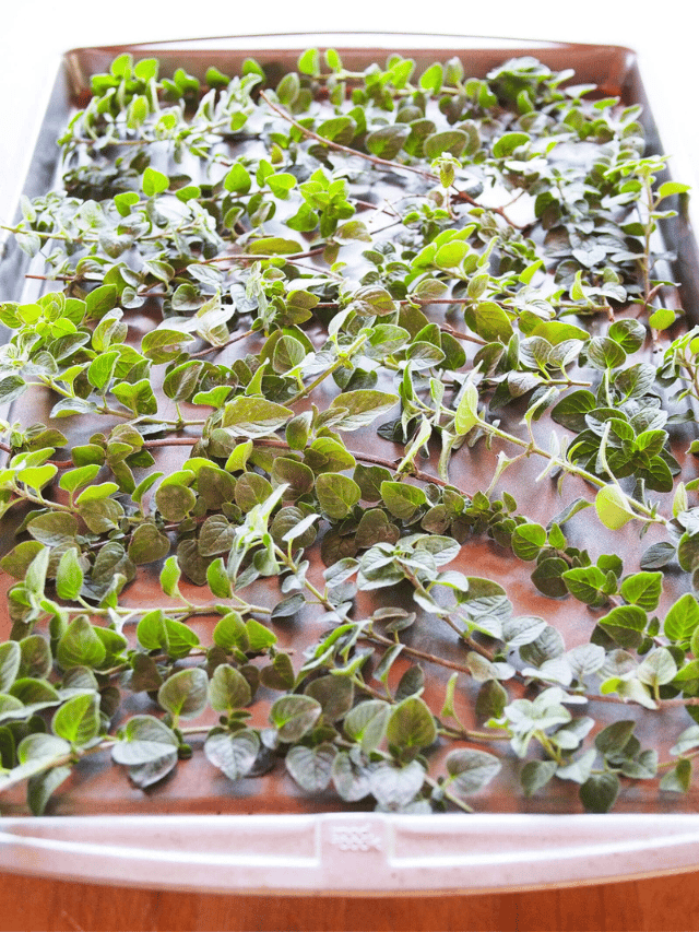 How to Dry Oregano and Other Herbs in the Oven Garden Betty