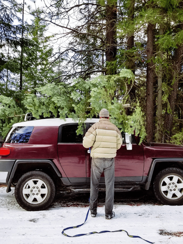 How to Cut Down Your Own Christmas Tree in a Forest Garden Betty