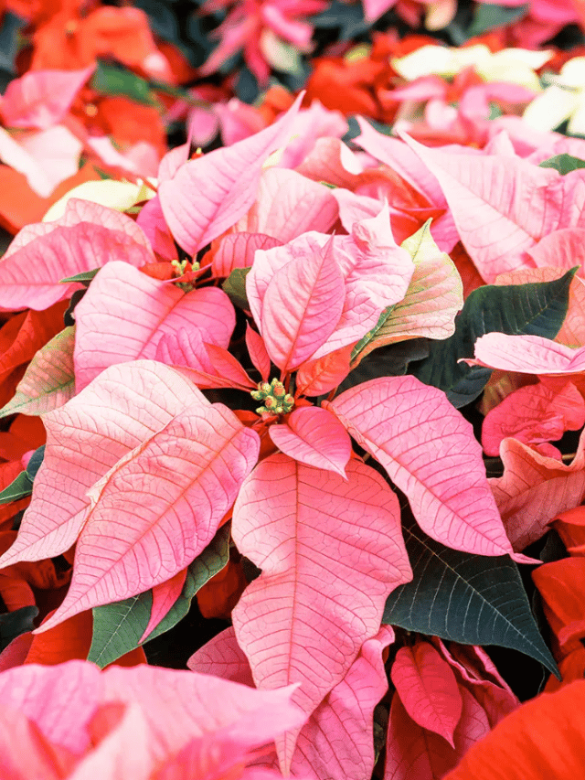 How to Keep Your Poinsettia Alive All Season Long Garden Betty