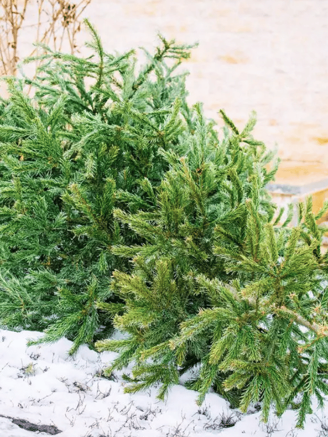 How to Repurpose Your Old Christmas Tree Garden Betty