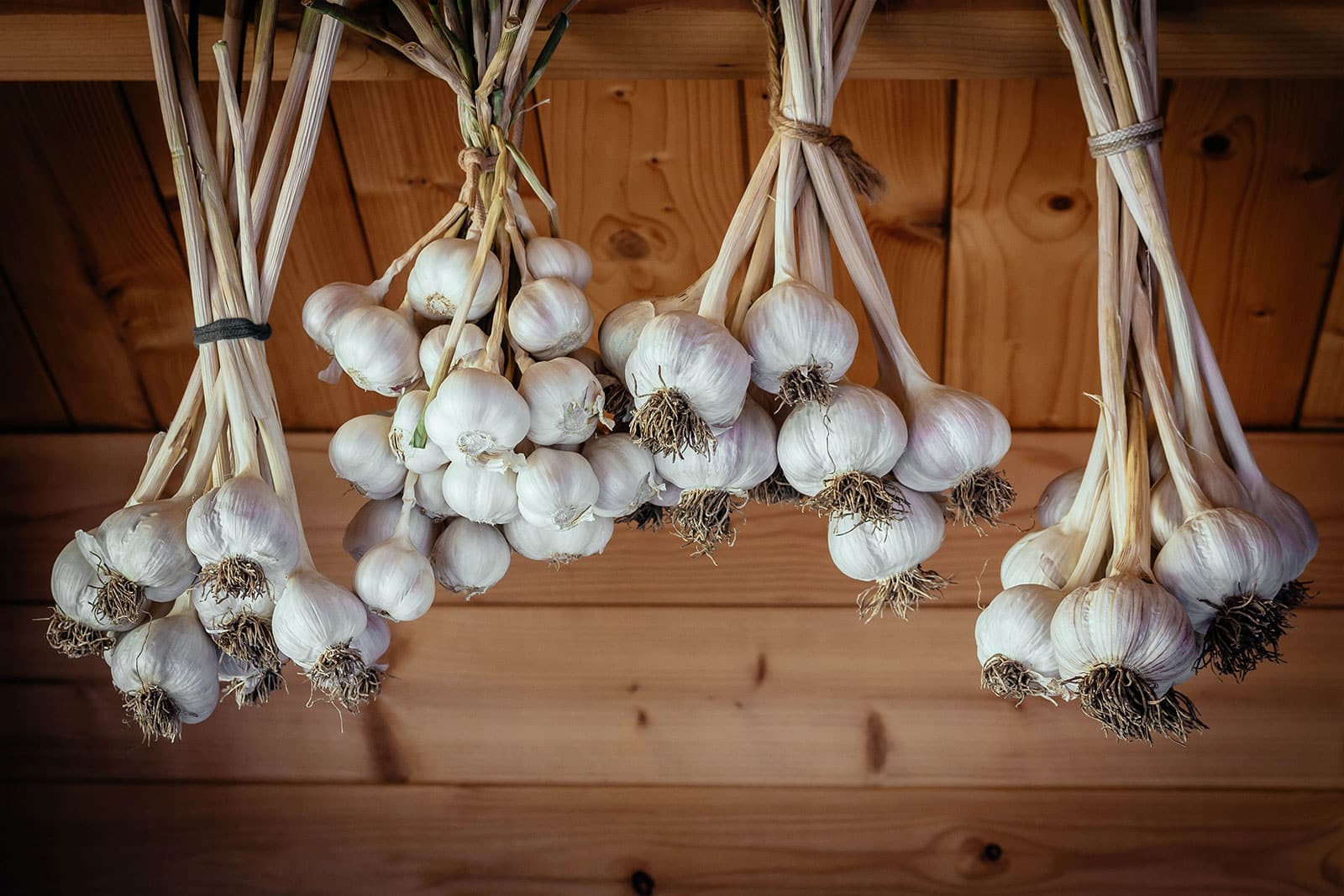 Hardneck garlic bundles tied together and hanging from the ceiling in storage