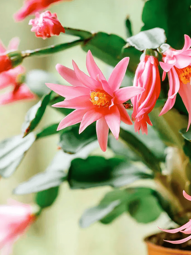How To Make Your Christmas Cactus Bloom Again Garden Betty