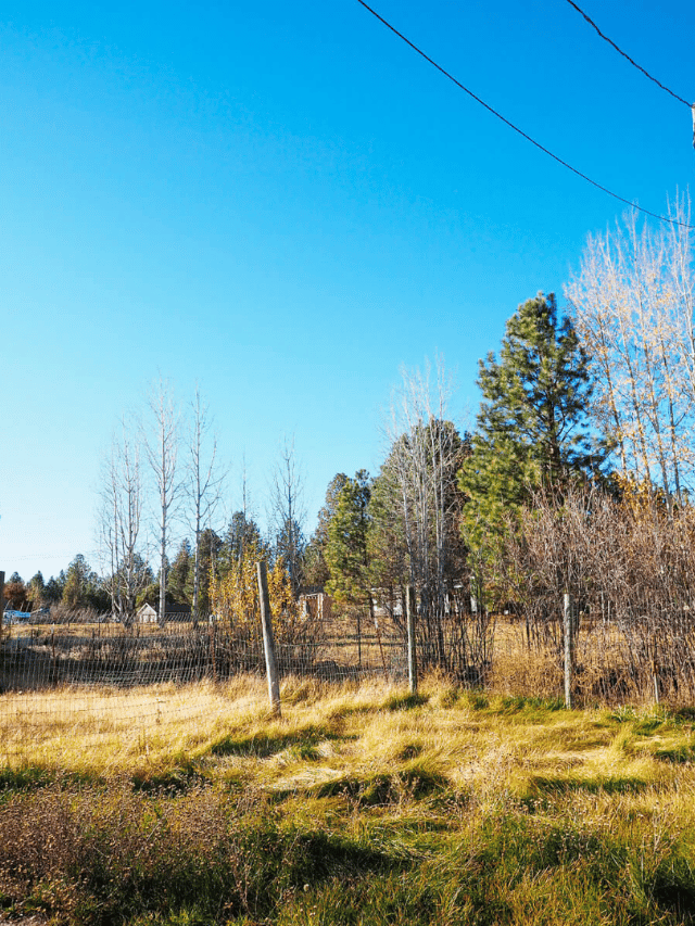 How to Find Land to Build a Dream Home On (Without a Realtor) Garden