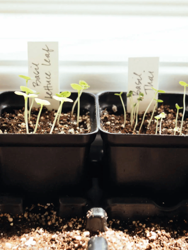 Beginner’s Guide to Starting Seeds Indoors Successfully Garden Betty