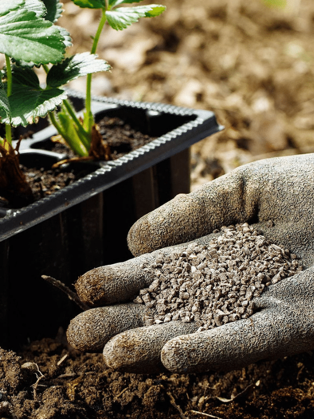 What NPK Means and How It Helps Your Plants Thrive – Garden Betty