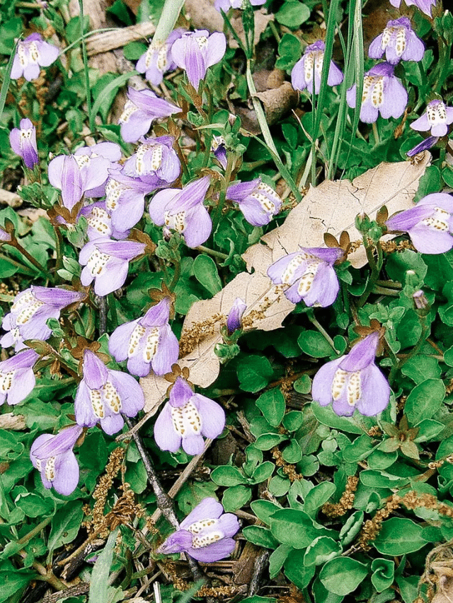 Pretty Groundcover Plants You Can Walk On Garden Betty