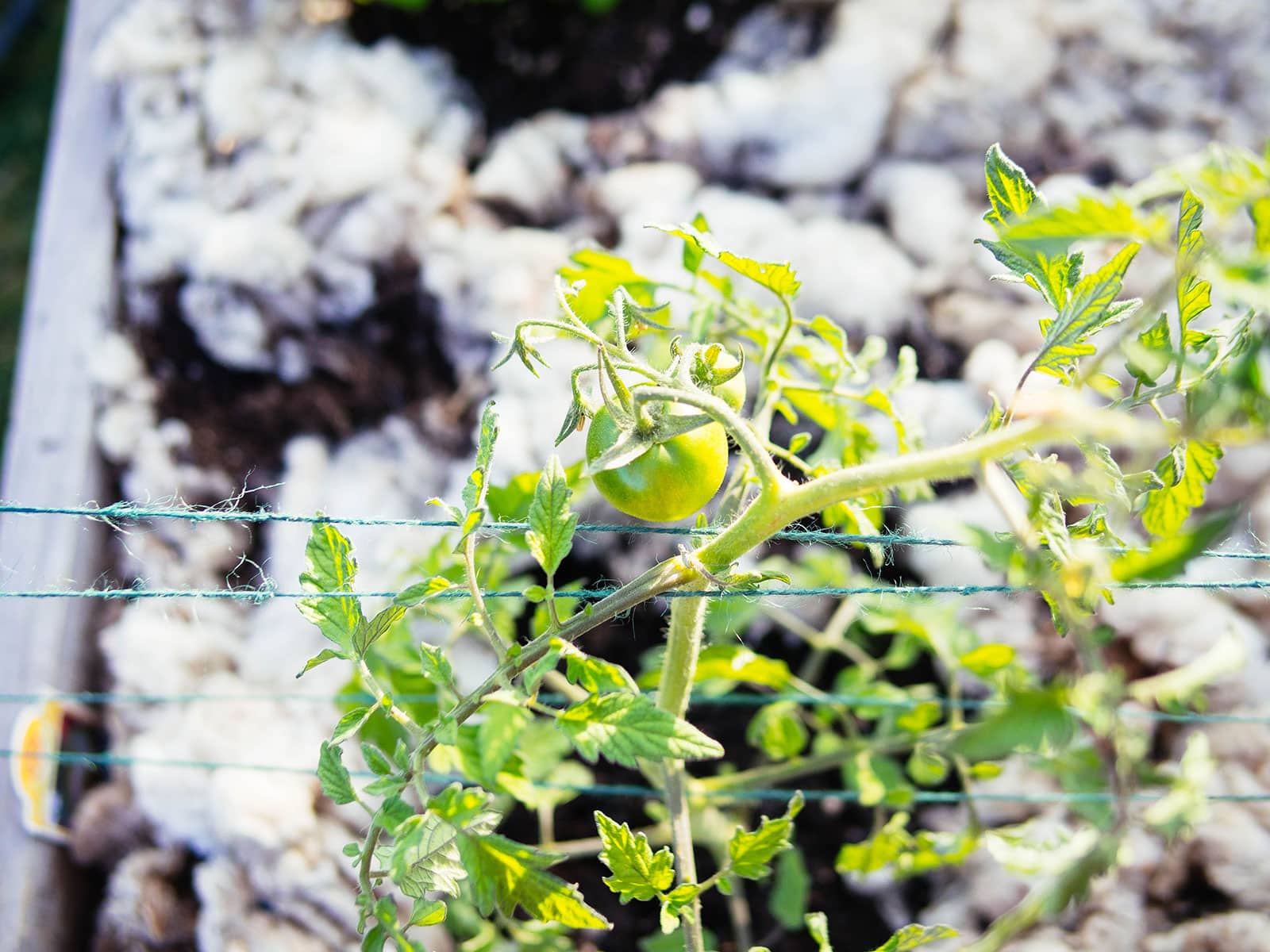 Overhead view of tomato stem being trellised by hemp twine in a Florida weave