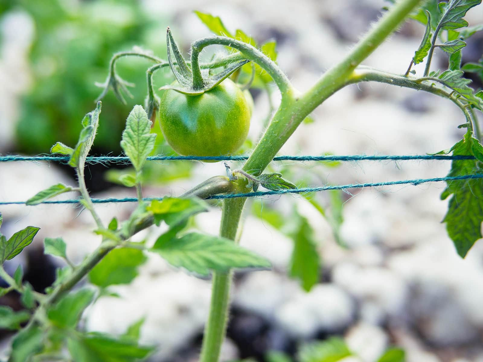 Close-up of tomato stem supported on both sides by green twine