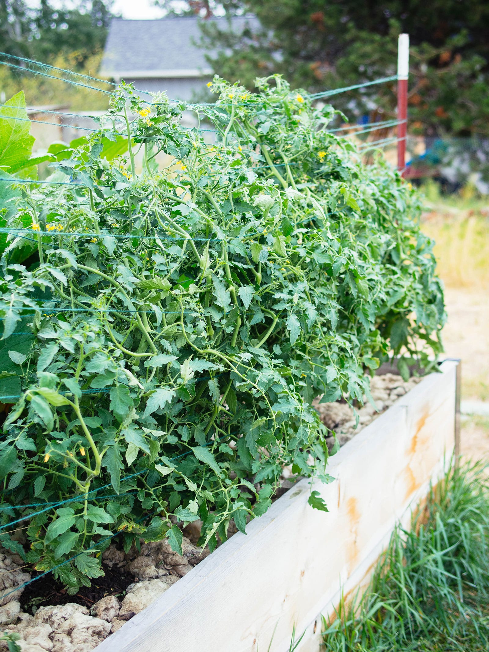 Large tomato plants trellised in a raised bed using the basket weave technique