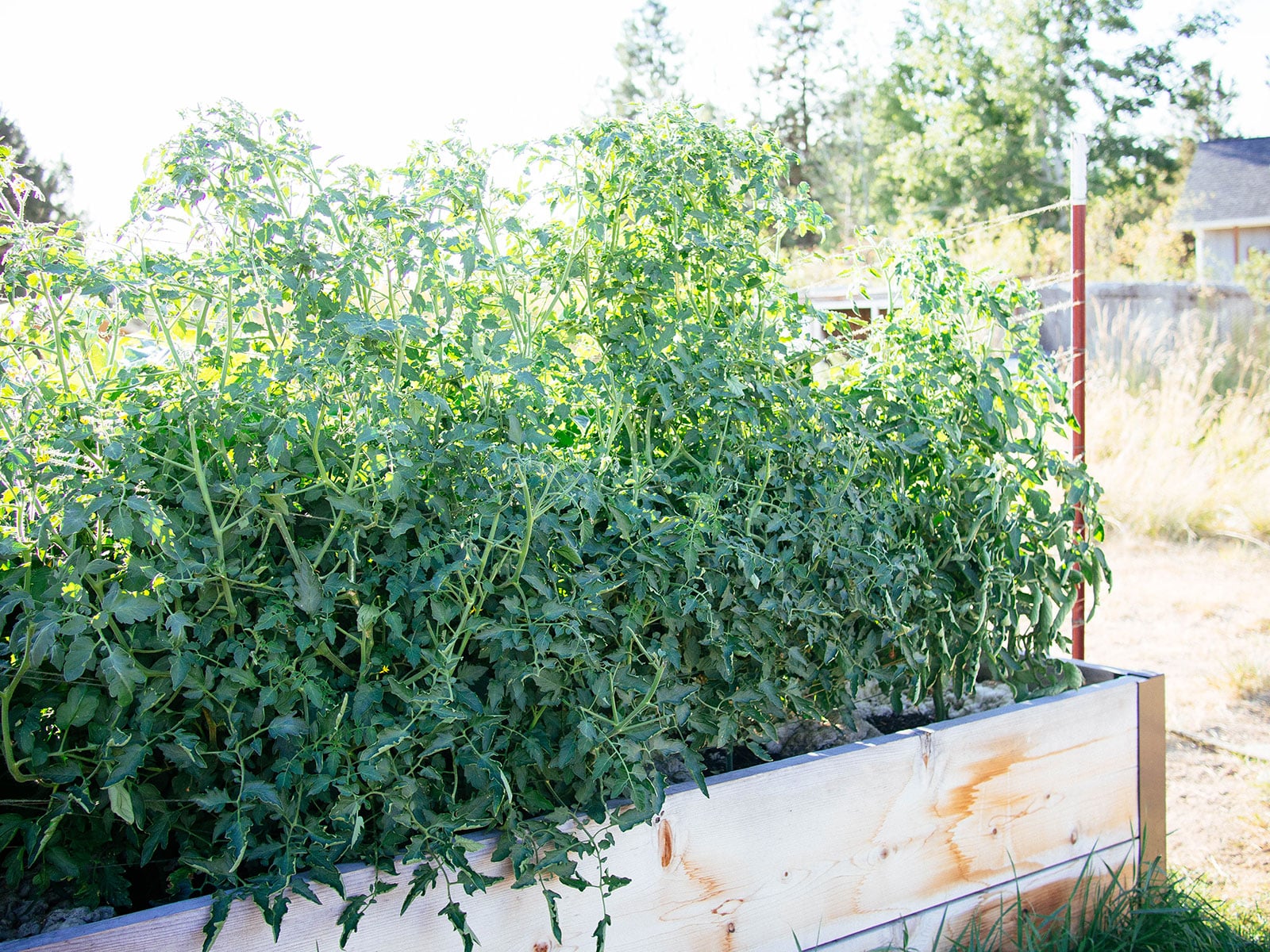 Large tomato plants trellised in a raised bed with the Florida weave technique