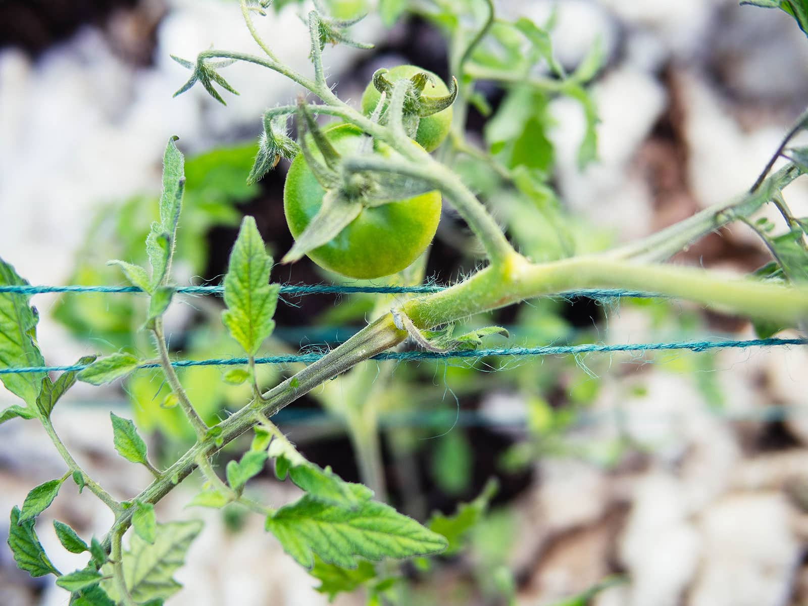 Close-up of green twine supporting a tomato stem in the Florida weave
