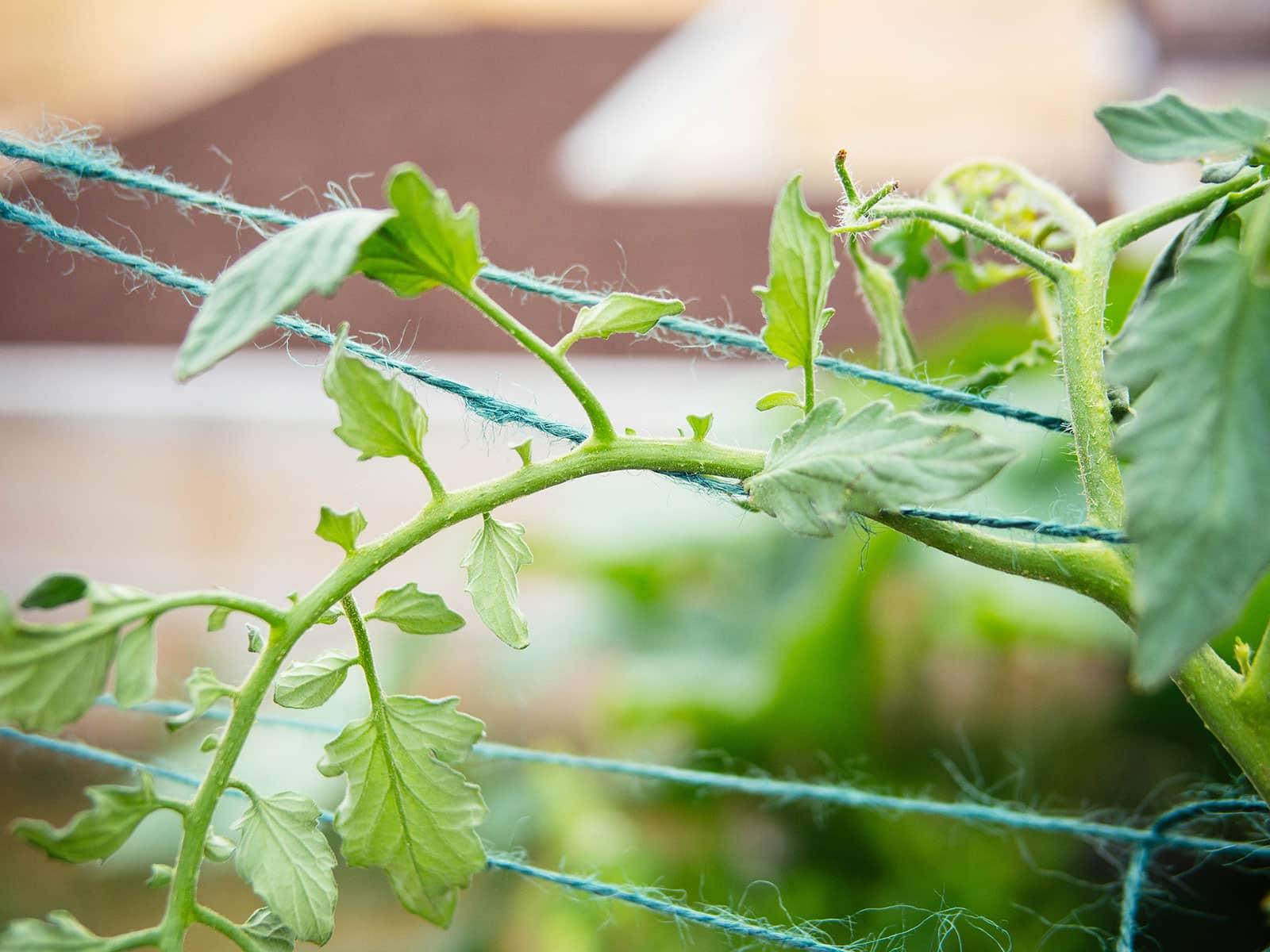 Close-up of green cord holding up a tomato vine