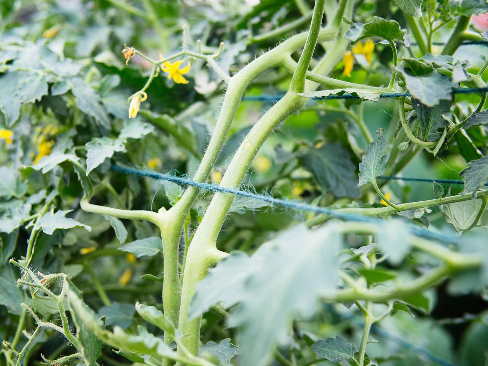 Close-up of green hemp cord supporting tomato vines