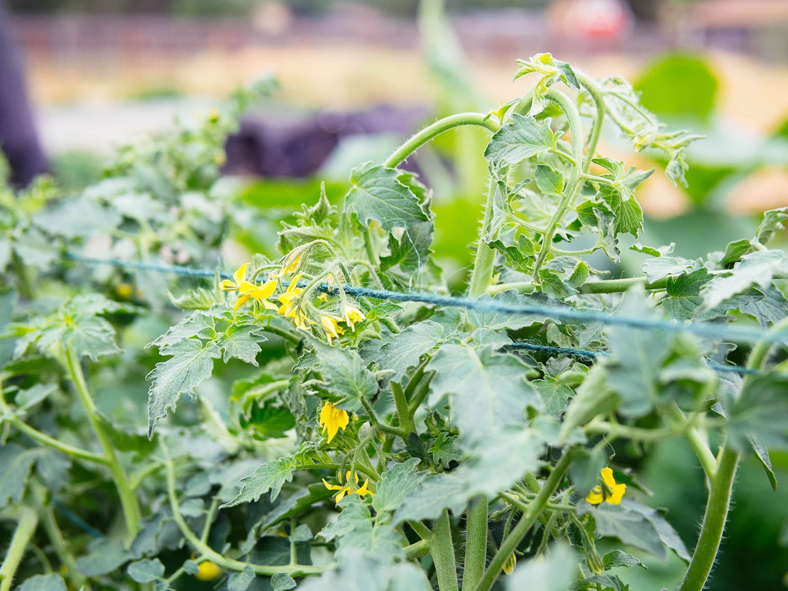 Close-up of the top of a tomato plant with yellow flowers supported by the Florida weave technique
