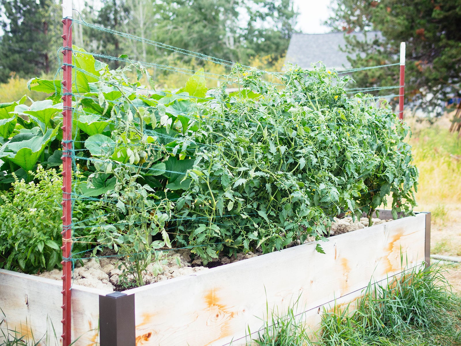 Young tomato plants in a raised bed being supported by fence T-posts and twine
