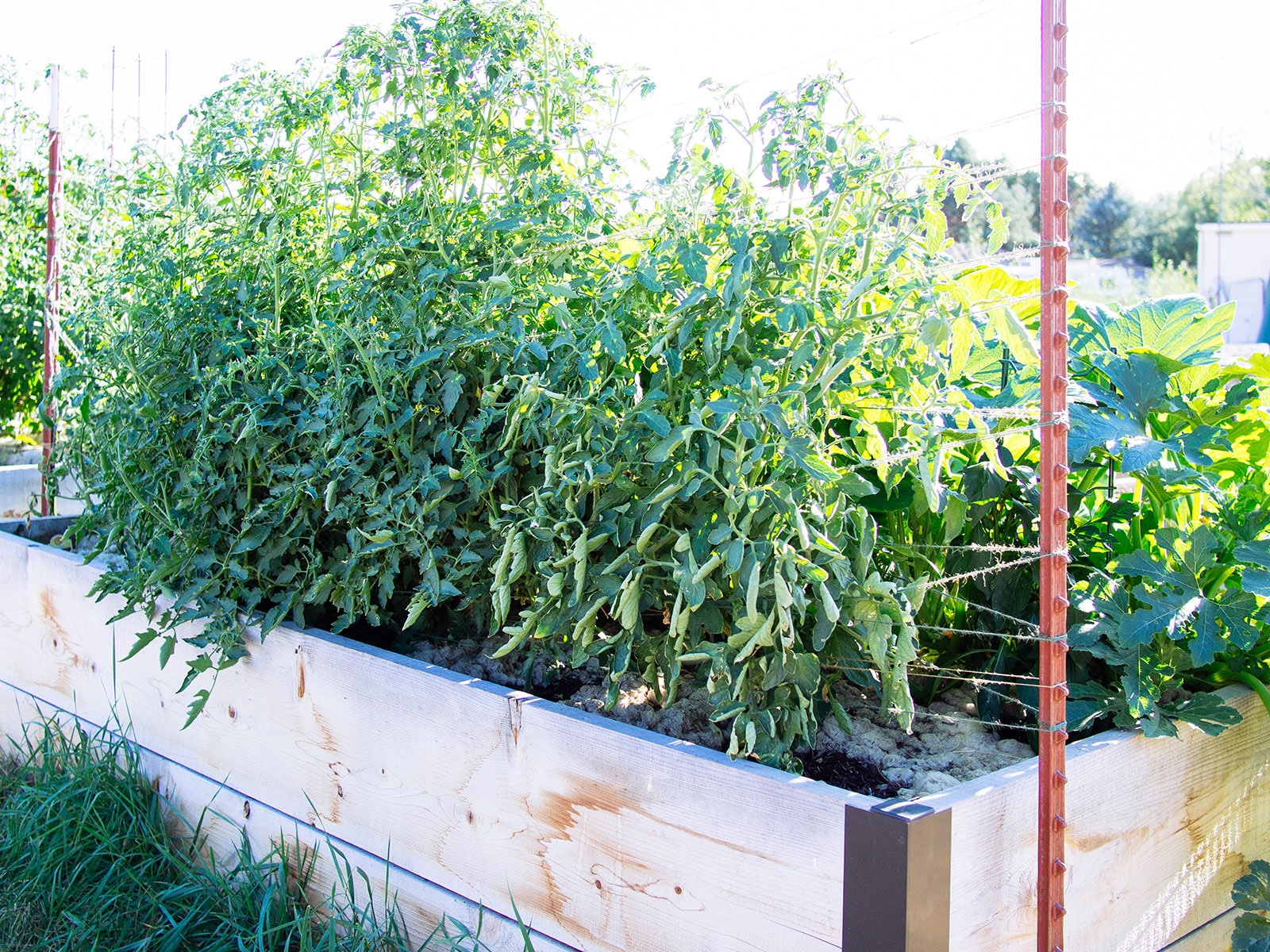 A row of tomato plants in a raised bed supported by a Florida weave trellis