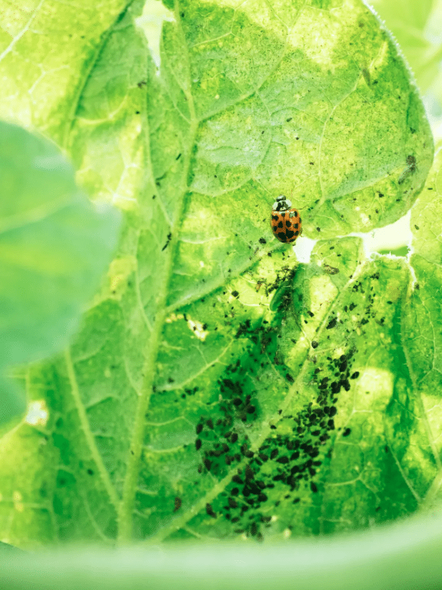 3 Tricks for Attracting Beneficial Insects to Your Garden Garden Betty