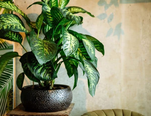The Best Way to Care for Philodendron Brandtianum (Philodendron