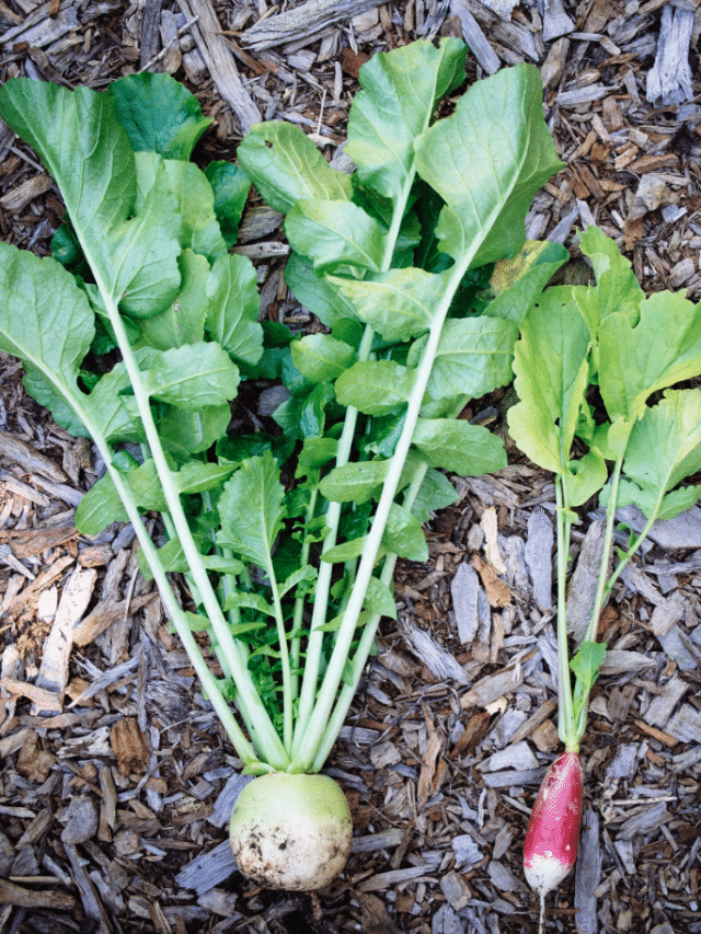 Winter Radishes vs. Spring Radishes—What to Plant When Garden Betty