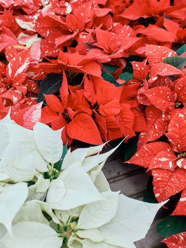 How to Keep Poinsettias Alive During the Holidays and Beyond Garden Betty