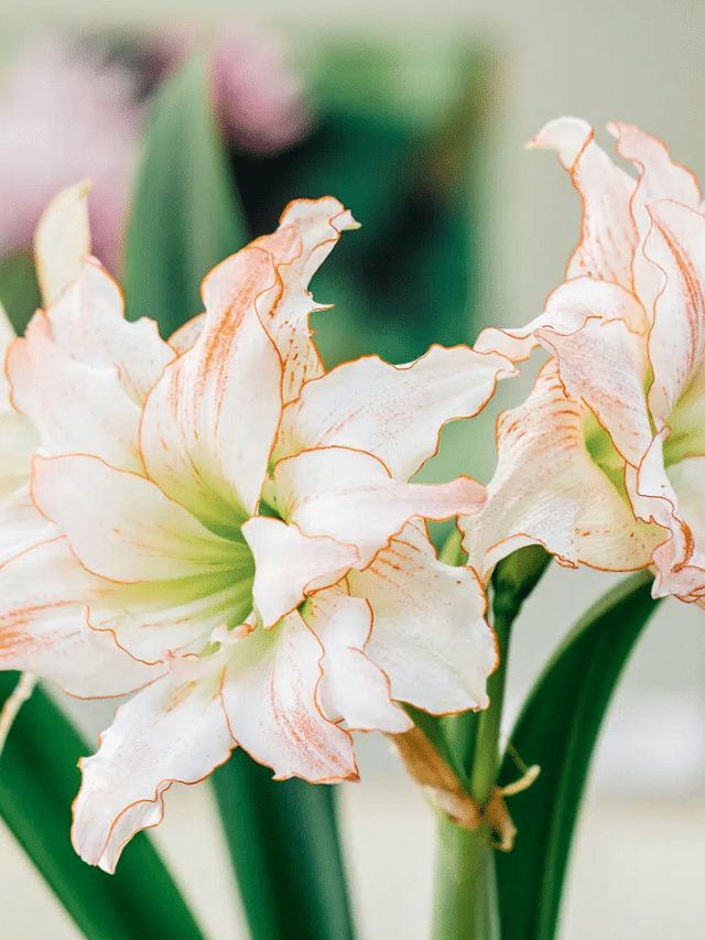 How to Grow Amaryllis (and Grow It Again) Garden Betty